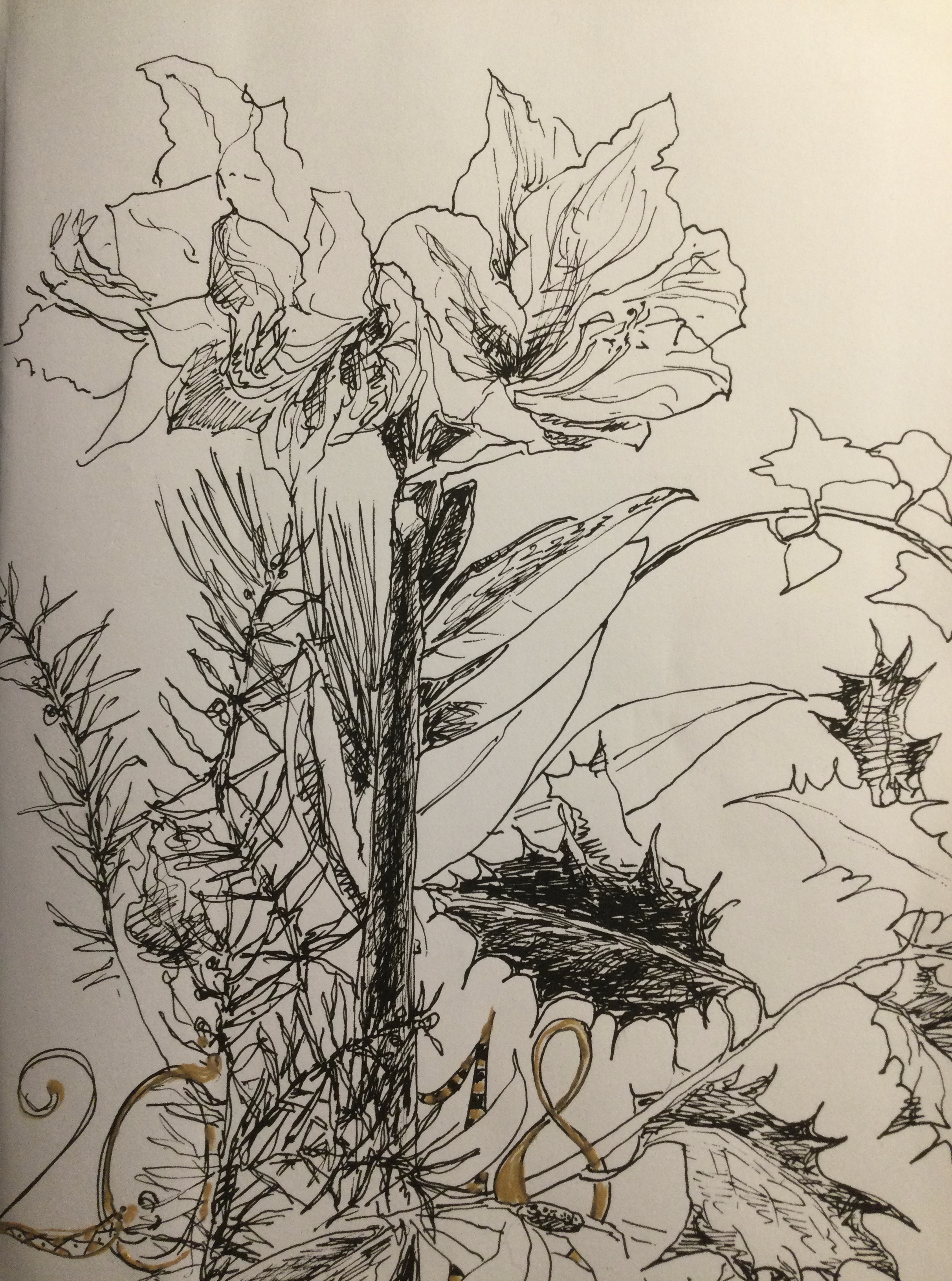 Amaryllis