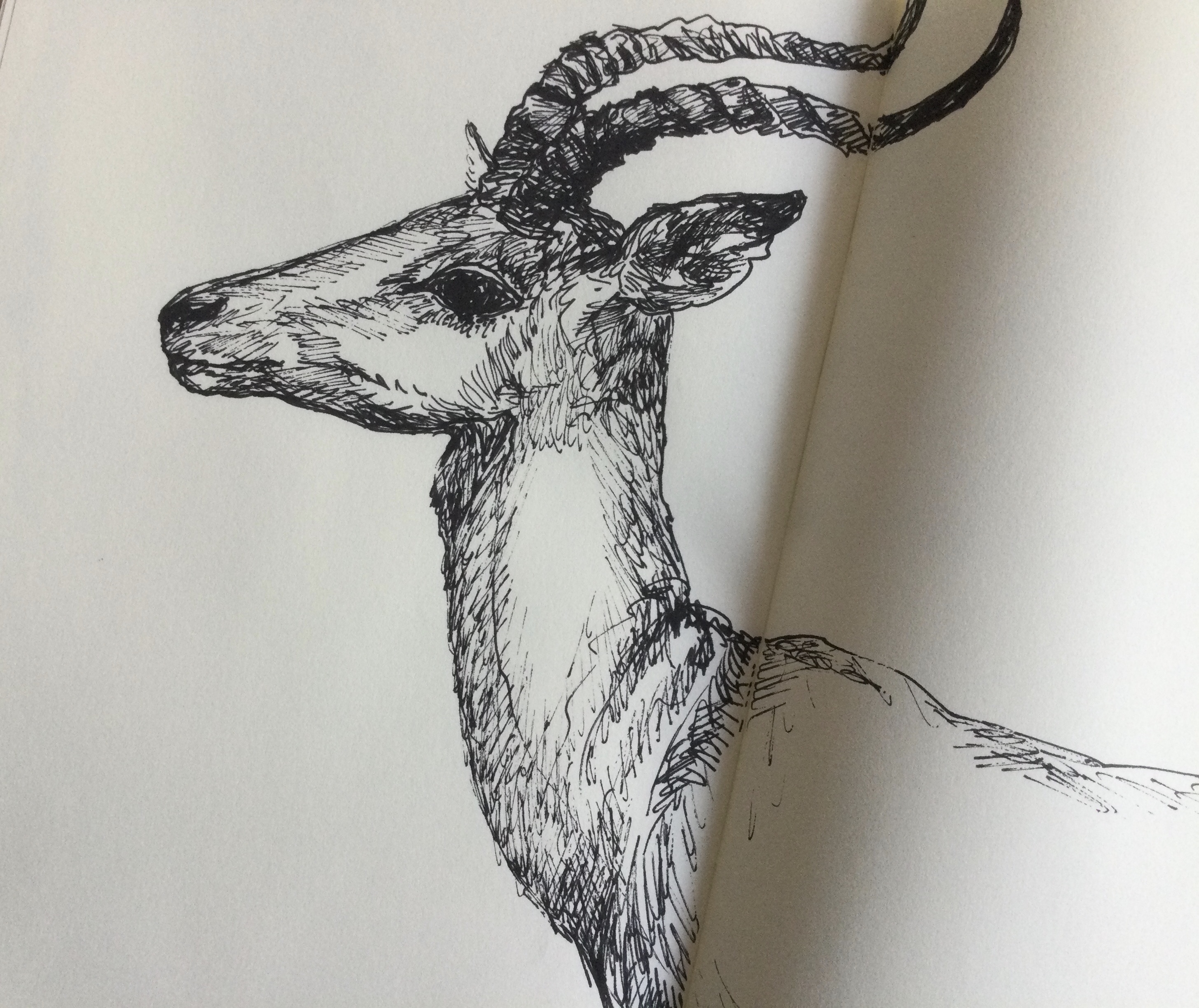 Gazelle