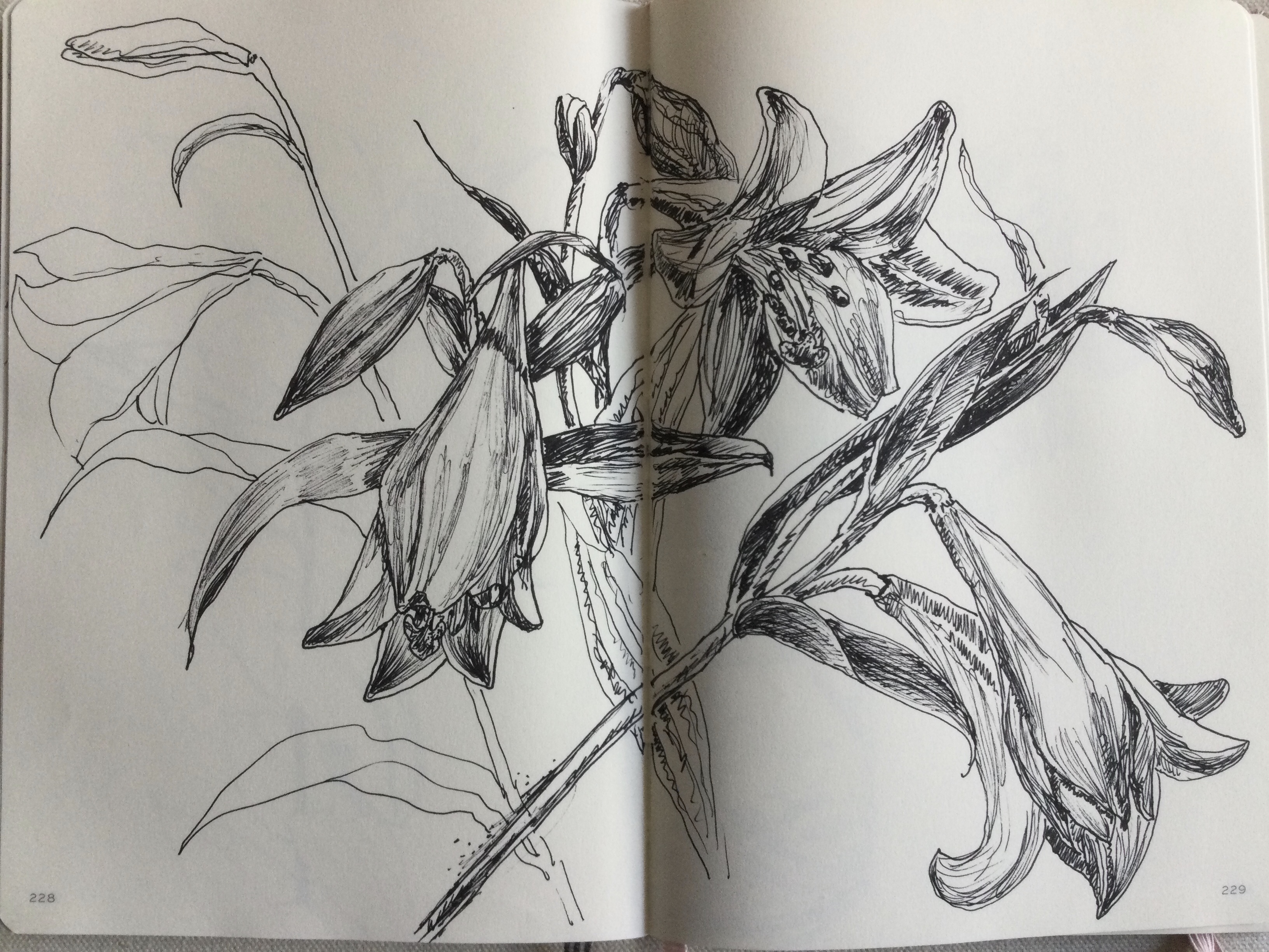 Lilien