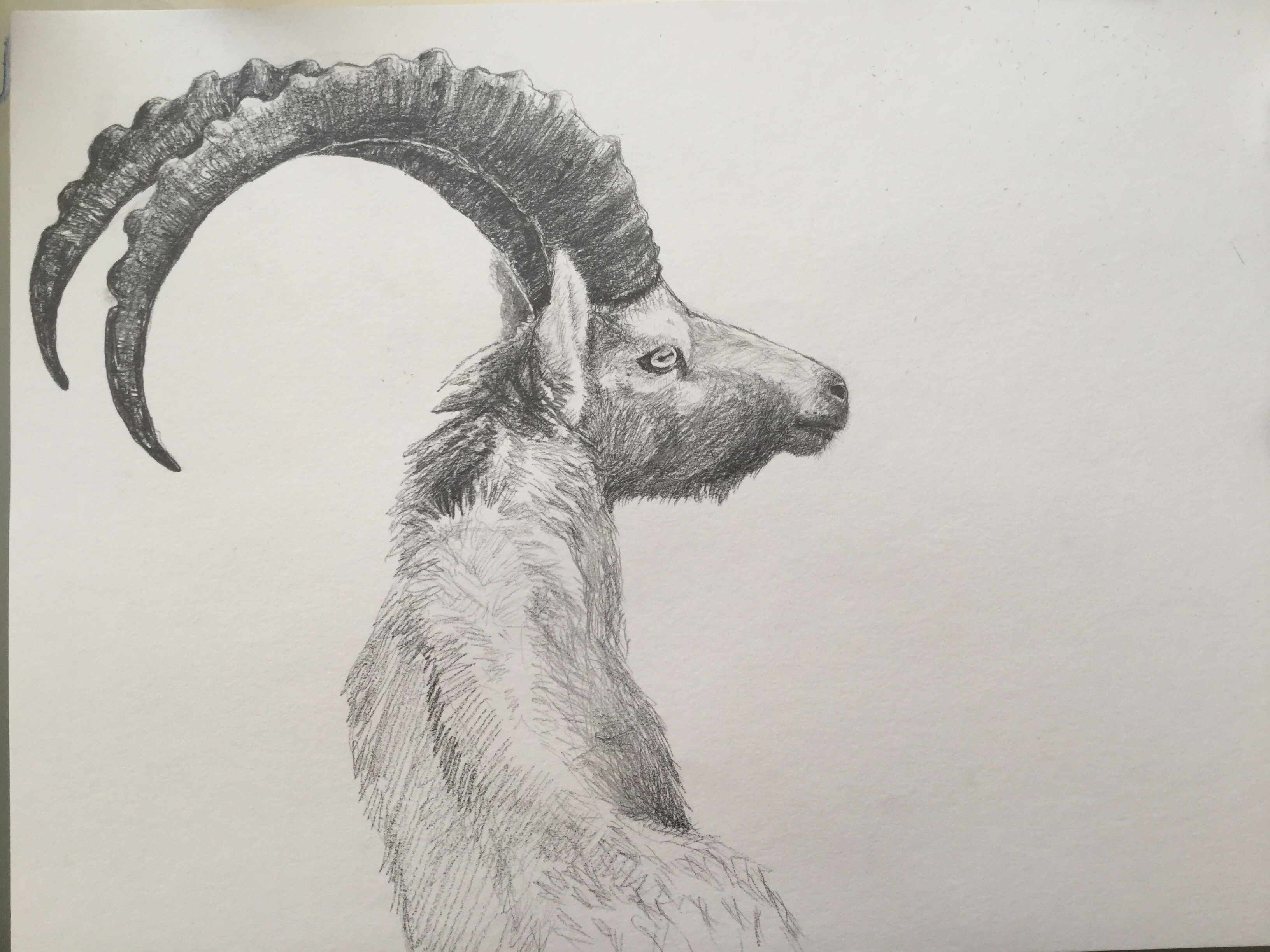 Steinbock