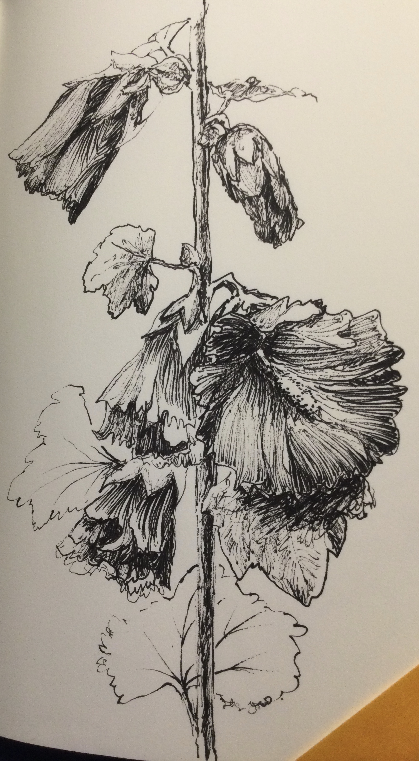 Stockrose